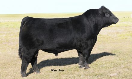 Angus Semen For Sale:  SB10-4701