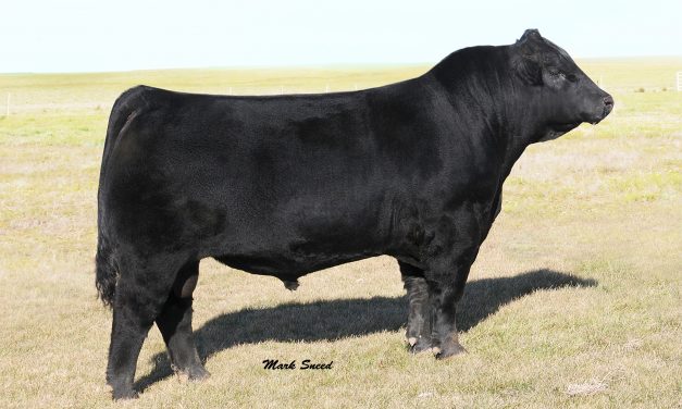 Angus Semen For Sale:  SB10-4701