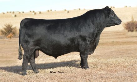 Angus Semen For Sale:  SB10-2579