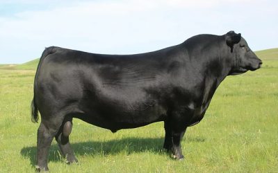 Angus Semen For Sale:  SB10-4086