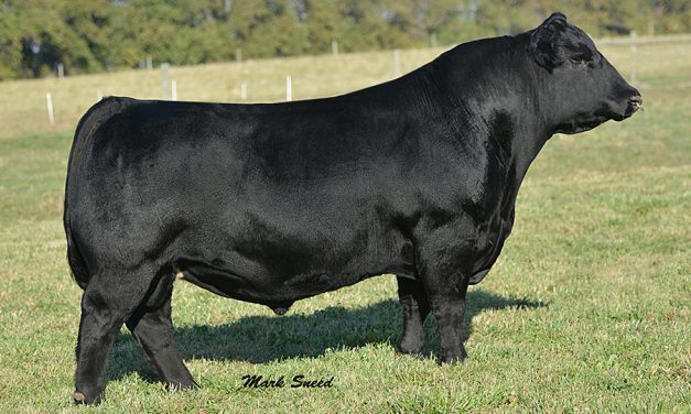 Angus Semen For Sale:  SB10-2596