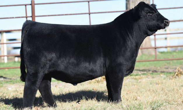 Simmental Semen For Sale: SB10-1467