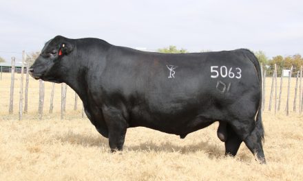 Angus Semen For Sale:  SB10-4068