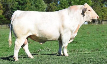 Charolais Semen For Sale: SB10-1796