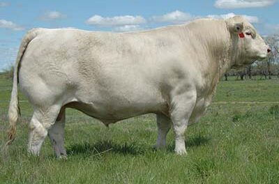 Charolais Semen For Sale: SB10-611