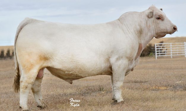 Charolais Semen For Sale: SB10-1732