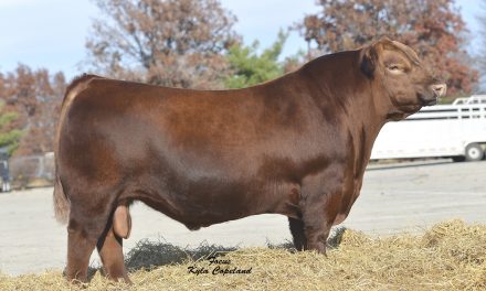Red Angus Semen For Sale:  SB10-3004