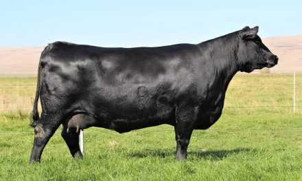 Angus Embryos For Sale: SB10-1239