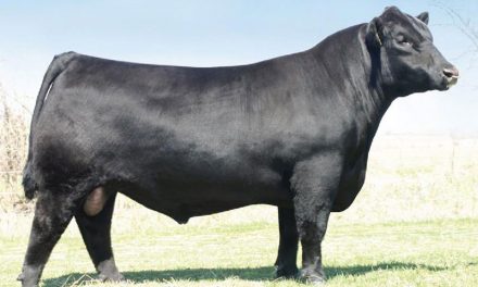 Simm Angus Embryos For Sale:  SB10-4320