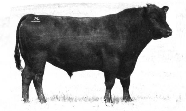 Angus Semen For Sale: SB10-644