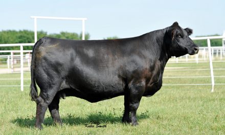 Simmental Embryos For Sale: SB10-1861