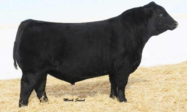Angus Semen For Sale: SB10-1539