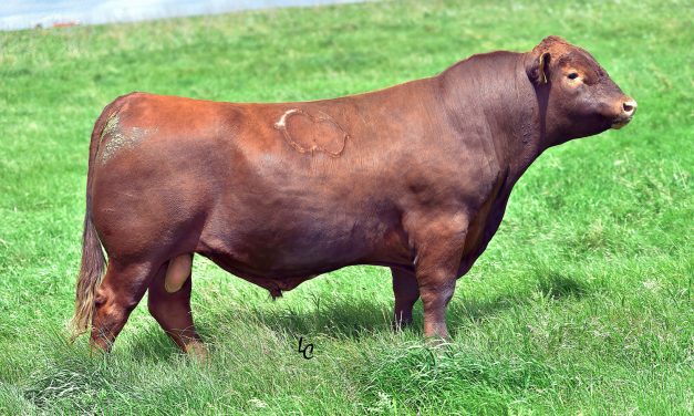 Red Angus Semen Wanted:  SB10-1241