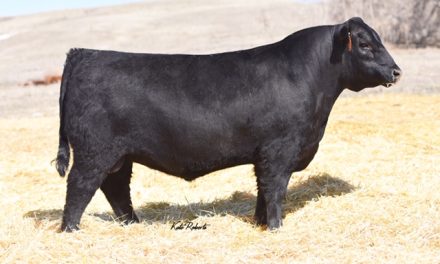 Angus Embryos For Sale: SB10-927