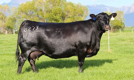 Angus Embryos For Sale: SB10-1442
