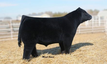 Club Calf Semen For Sale: SB10-1562