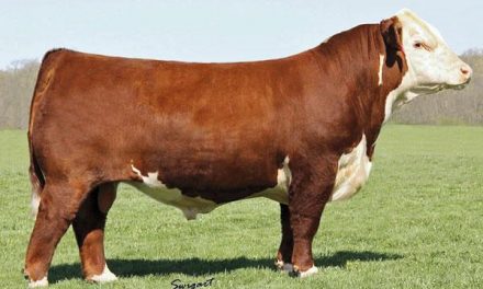 Hereford Semen For Sale: SB10-1441