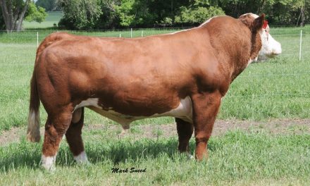 Club Calf Semen For Sale:  SB10-2573