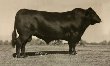Angus Semen For Sale:  SB10-2101