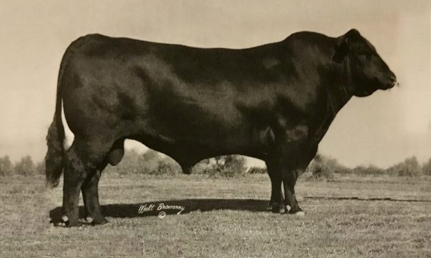 Angus Semen For Sale:  SB10-2101