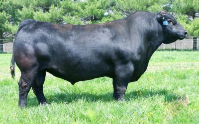 Angus Semen Wanted:  SB10-4496