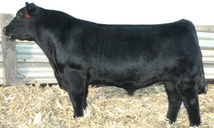 Angus Semen For Sale: SB10-1613
