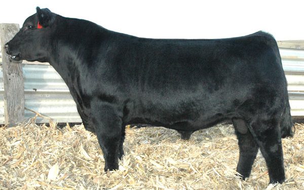 Angus Semen For Sale: SB10-1613