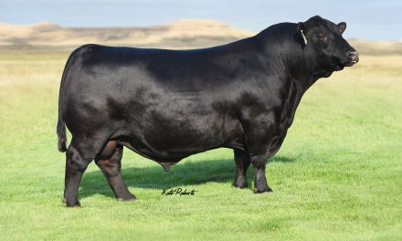 Angus Semen For Sale:  SB10-4112