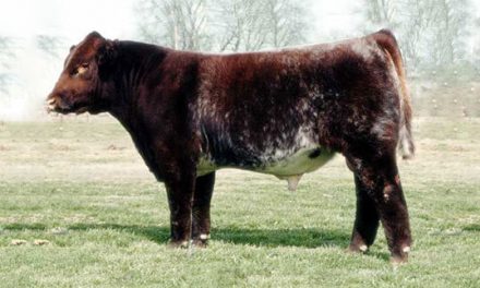 Shorthorn Semen For Sale:  SB10-3815