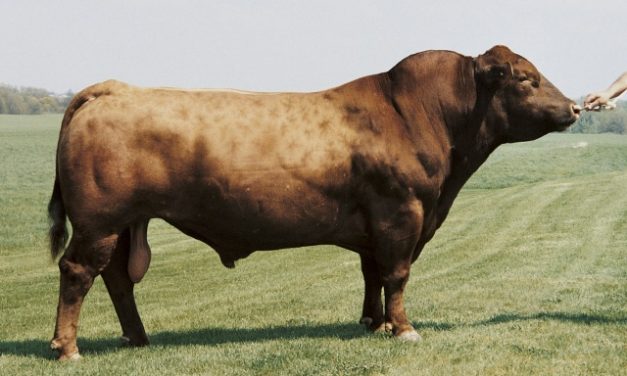 Red Angus Semen For Sale:  SB10-1621
