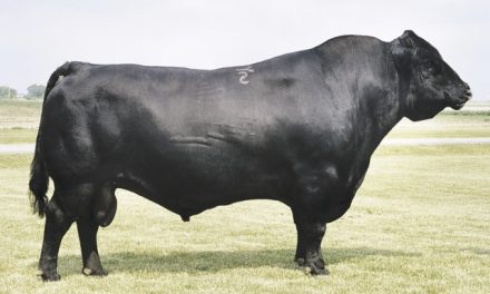 Angus Semen For Sale:  SB10-4345