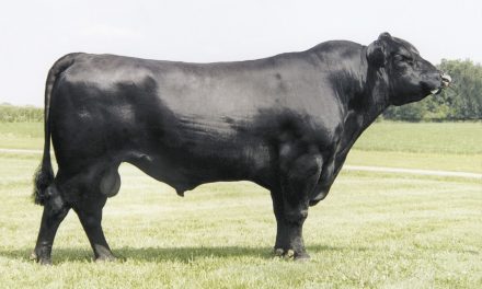 Angus Semen For Sale: SB10-1791