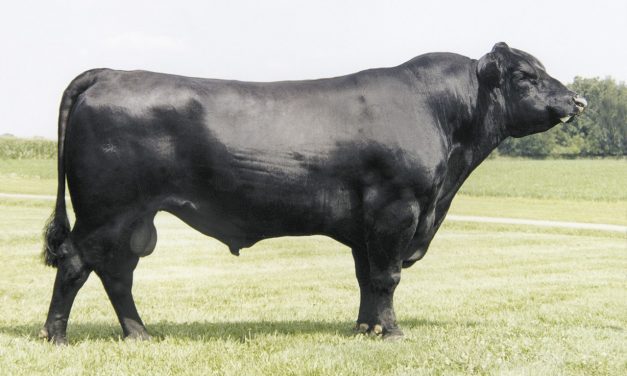 Angus Semen For Sale: SB10-1791