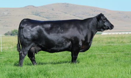 Angus Embryos For Sale: SB10-2600