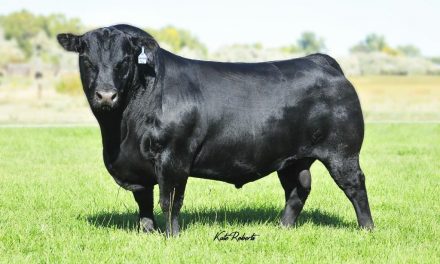 Angus Semen For Sale:  SB10-4846