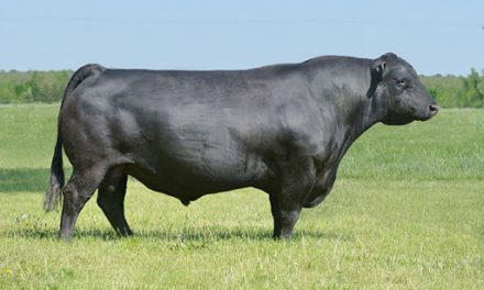 Angus Semen For Sale: SB10-1804
