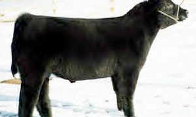 Club Calf Semen For Sale:  SB10-1462