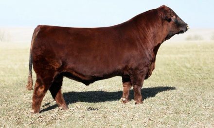 Red Angus Semen For Sale: SB10-1633