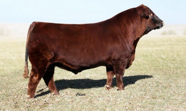 Red Angus Semen For Sale: SB10-1633