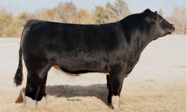 Club Calf Semen For Sale:  SB10-4339