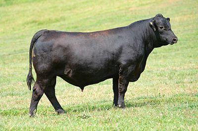 Angus Embryos For Sale: SB10-1408