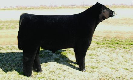 Club Calf Semen For Sale:  SB10-2391
