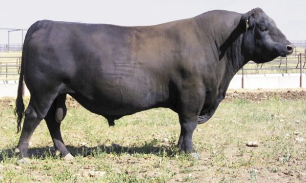 Angus Semen For Sale: SB10-770