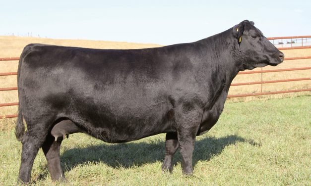 Angus Embryos For Sale: SB10-1741