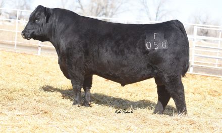 Angus Semen For Sale:  SB10-3350