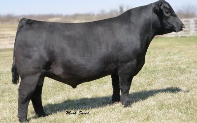Angus Certificate For Sale: SB10-1727