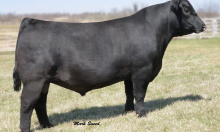 Angus Certificate For Sale: SB10-1727