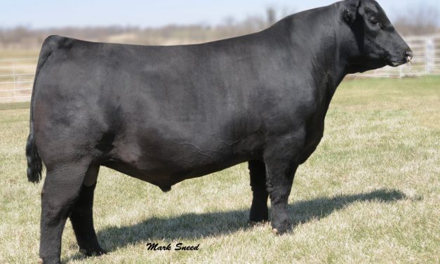 Angus Certificate For Sale: SB10-1727