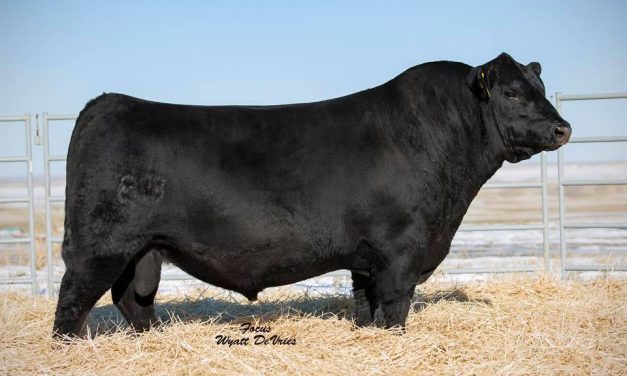 Angus Semen For Sale: SB10-1535