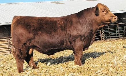 Simmental Semen For Sale: SB10-1140